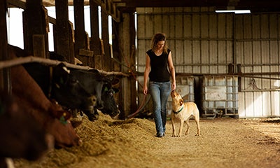 woman walking through a barn next to cows whilst petting a dog