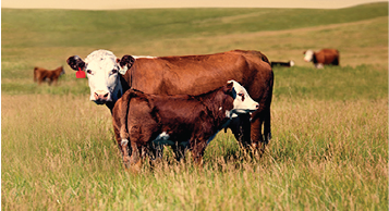 Cow and Calf standing in a field of grass