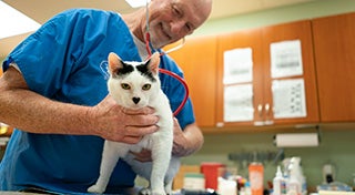a male veterinarian inspecting a cat