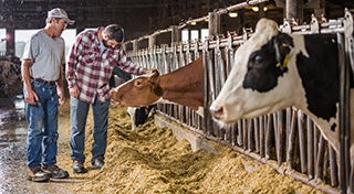 two farmers in a barn looking at the cows with one farmer touching a cow
