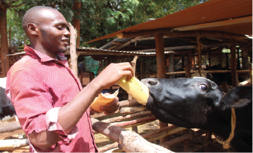 a person hand feeding a cow