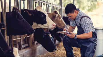 person kneeling down writing on paper with cows in front of him