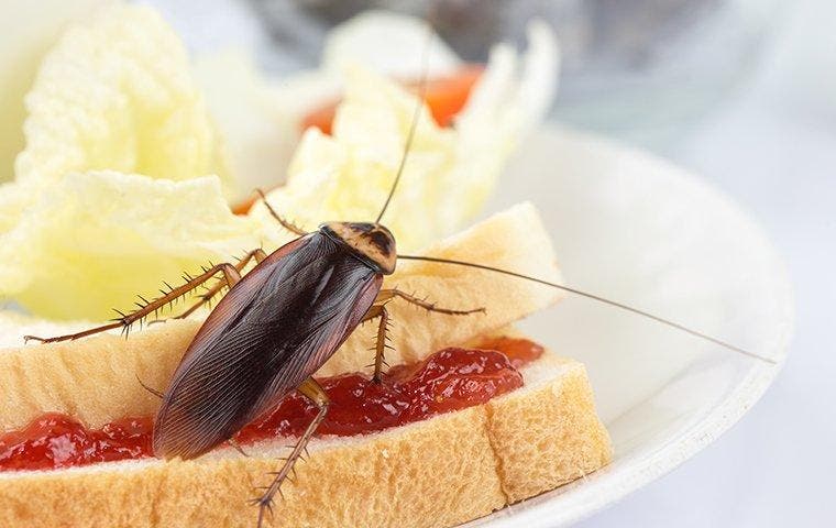 cockroach on sandwich