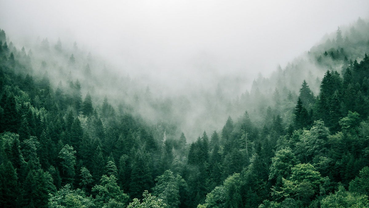  Aerial photo of hills covered in pine trees rising into mist