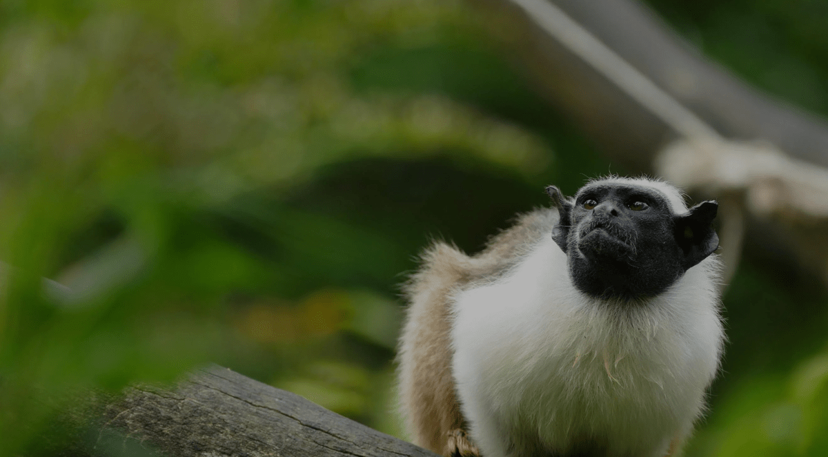 A tamarin monkey in the rainforest