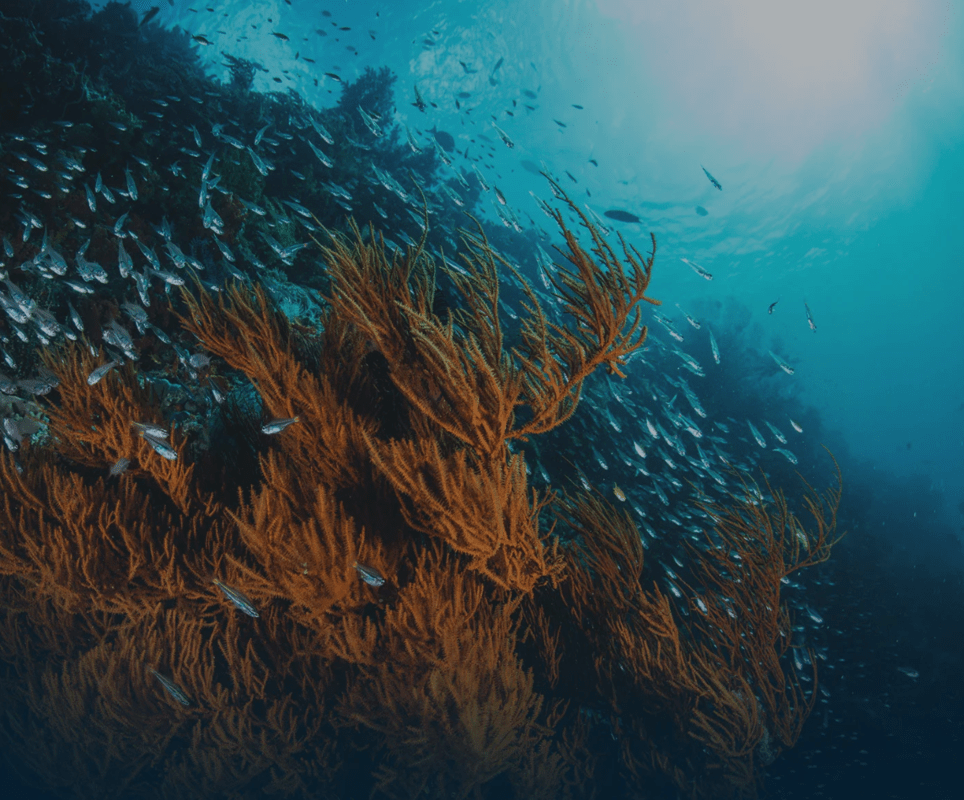 A coral reef and fish below the ocean's surface