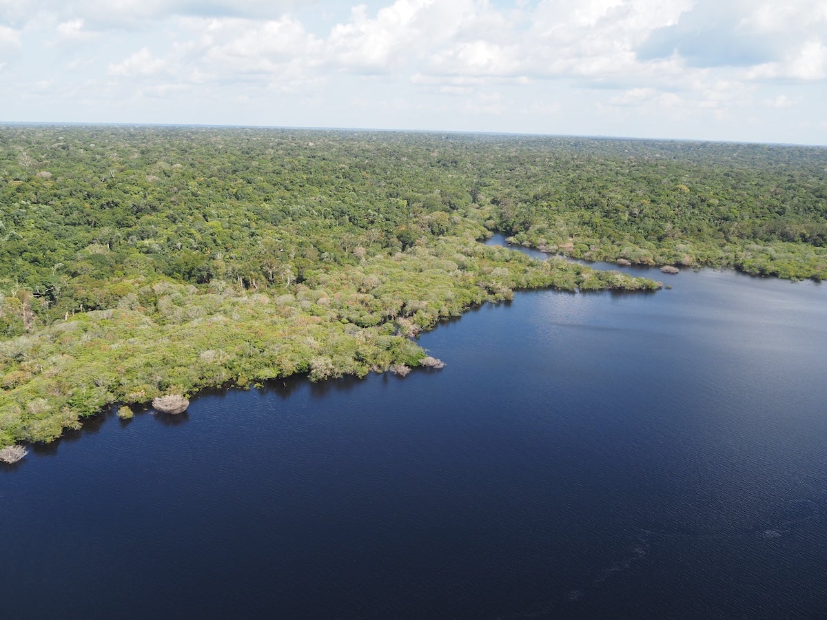 An aerial shot of the rainforest bordering on a river