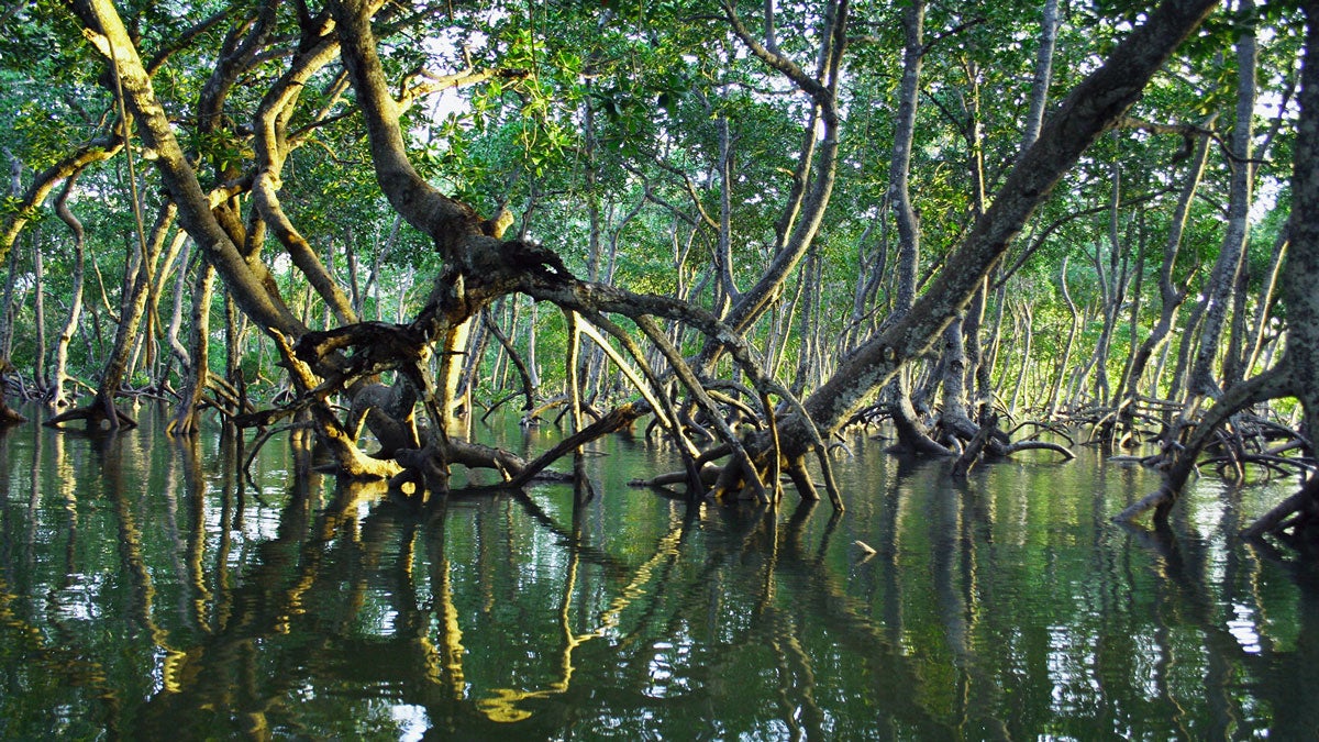 Side view of mangroves growing out of water