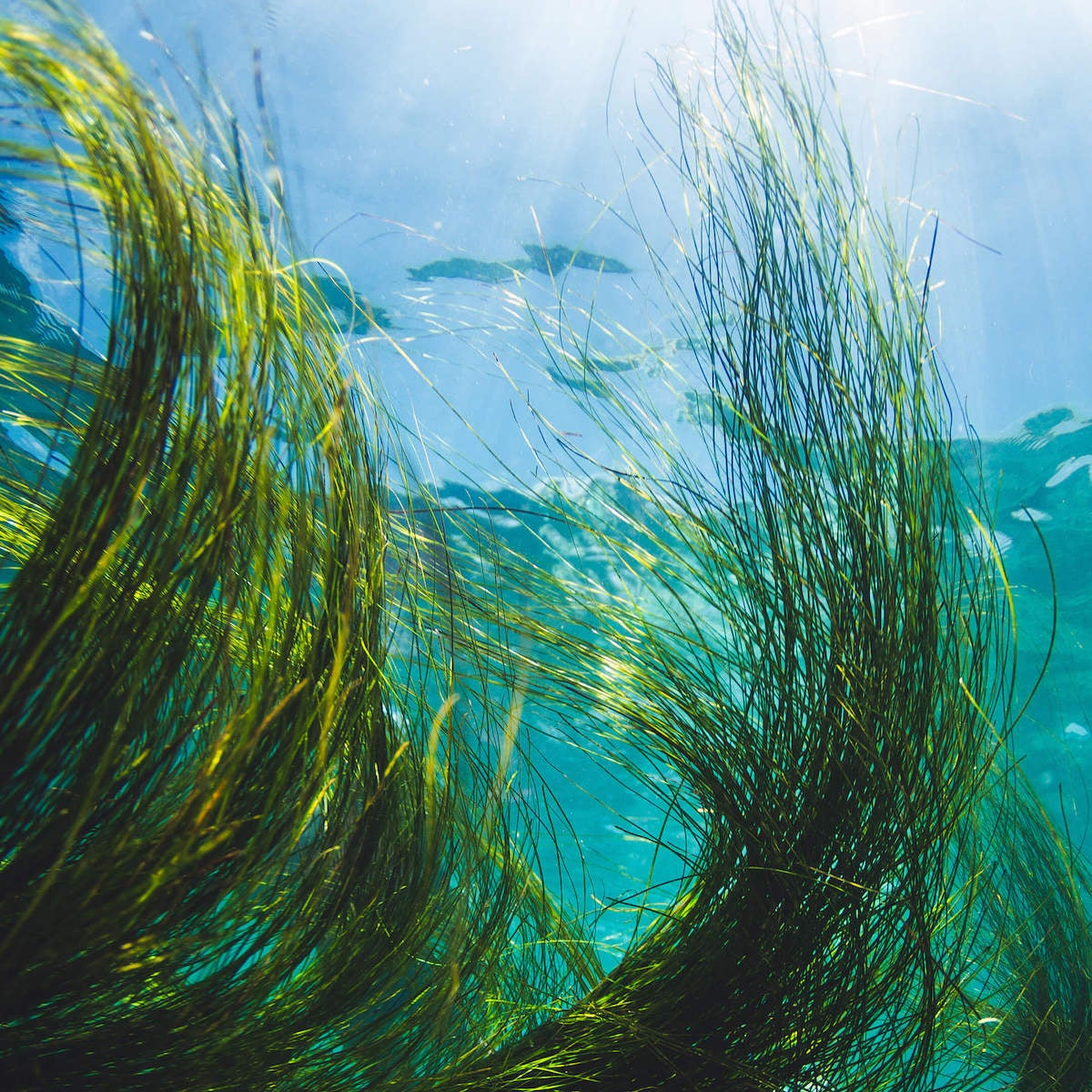 Sea grass below the ocean's surface