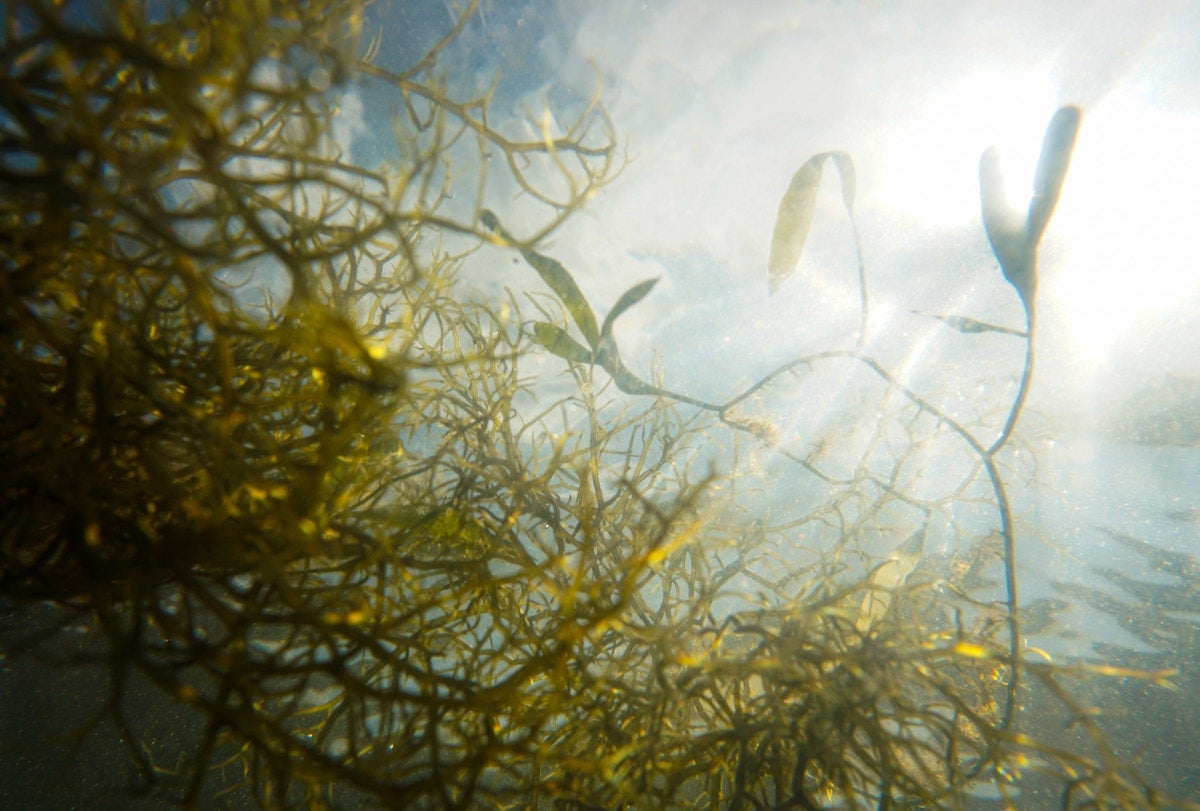 Seagrass in an ocean. The camera is pointed towards the surface, with sunlight being refracted in the upper right corner.