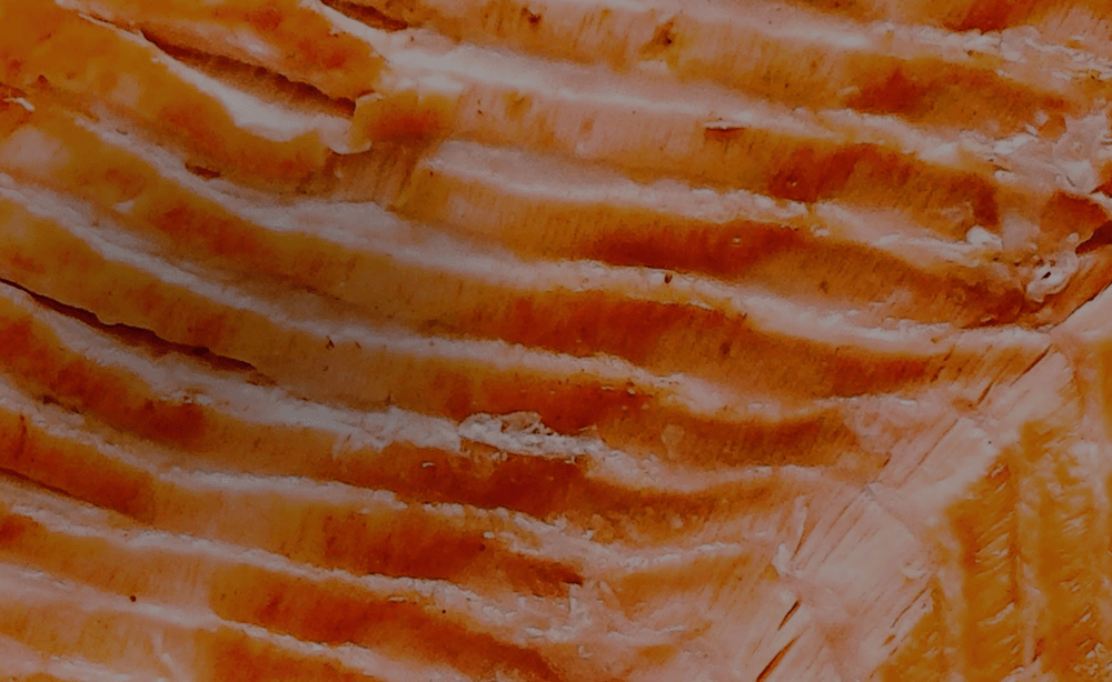 A close up of a piece of cooked salmon