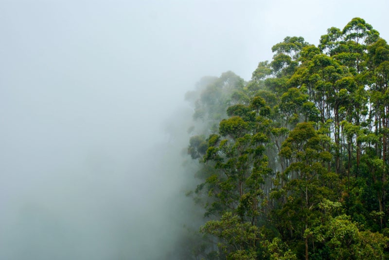 Rainforest half obscured by mist