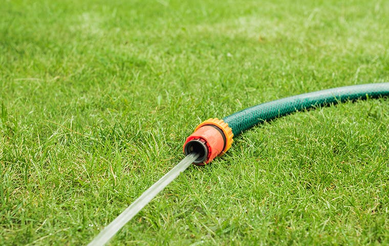 a water hose on a green lawn