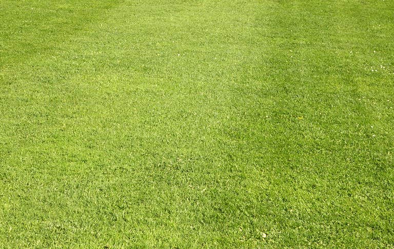 A well-kept, short, healthy, grass lawn