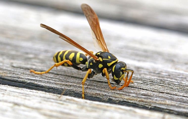 a paper wasp on wood