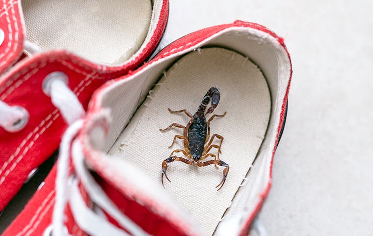 a scorpion in a shoe