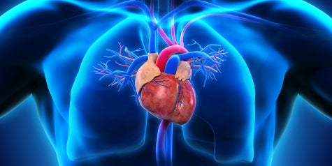 xray image of heart in chest.