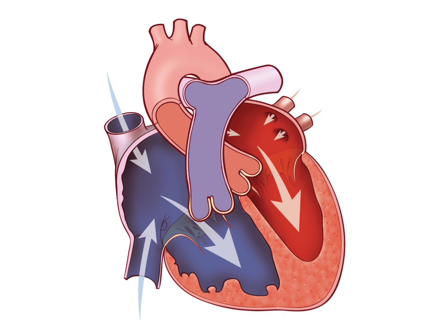 Le muscle cardiaque, le cycle cardiaque et votre pression artérielle