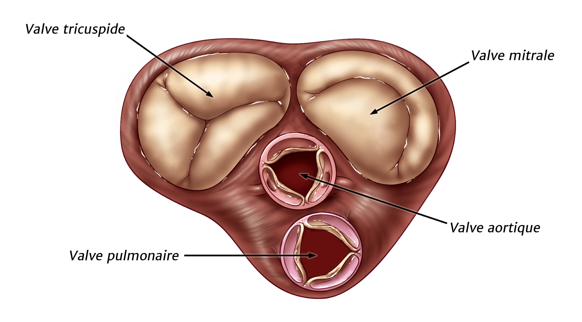Valves cardiaques normales et saines