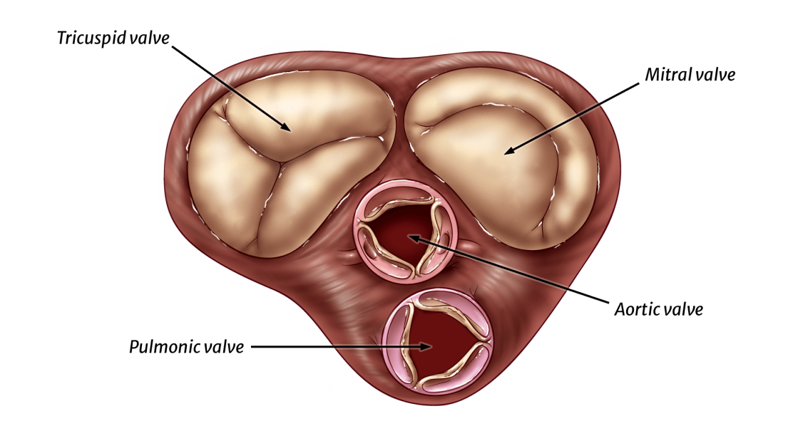 Normal, healthy heart valves image