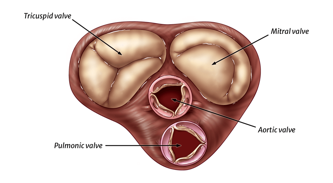 Normal, healthy heart valves image