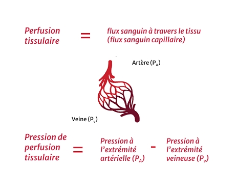 Adequate perfusion requires adequate arterial pressure and cardiac output (CO)