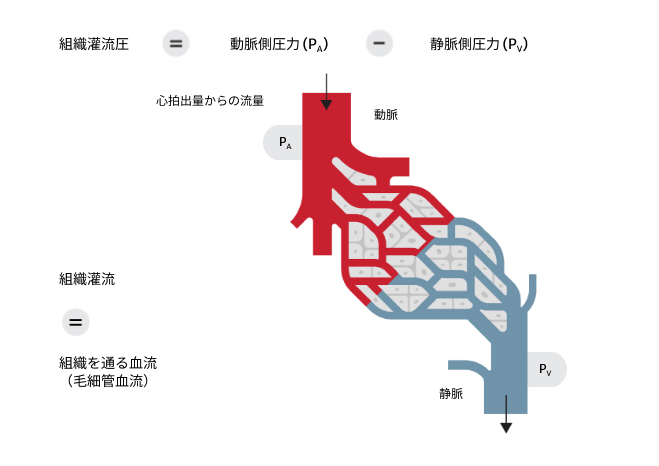 tissue perfusion
