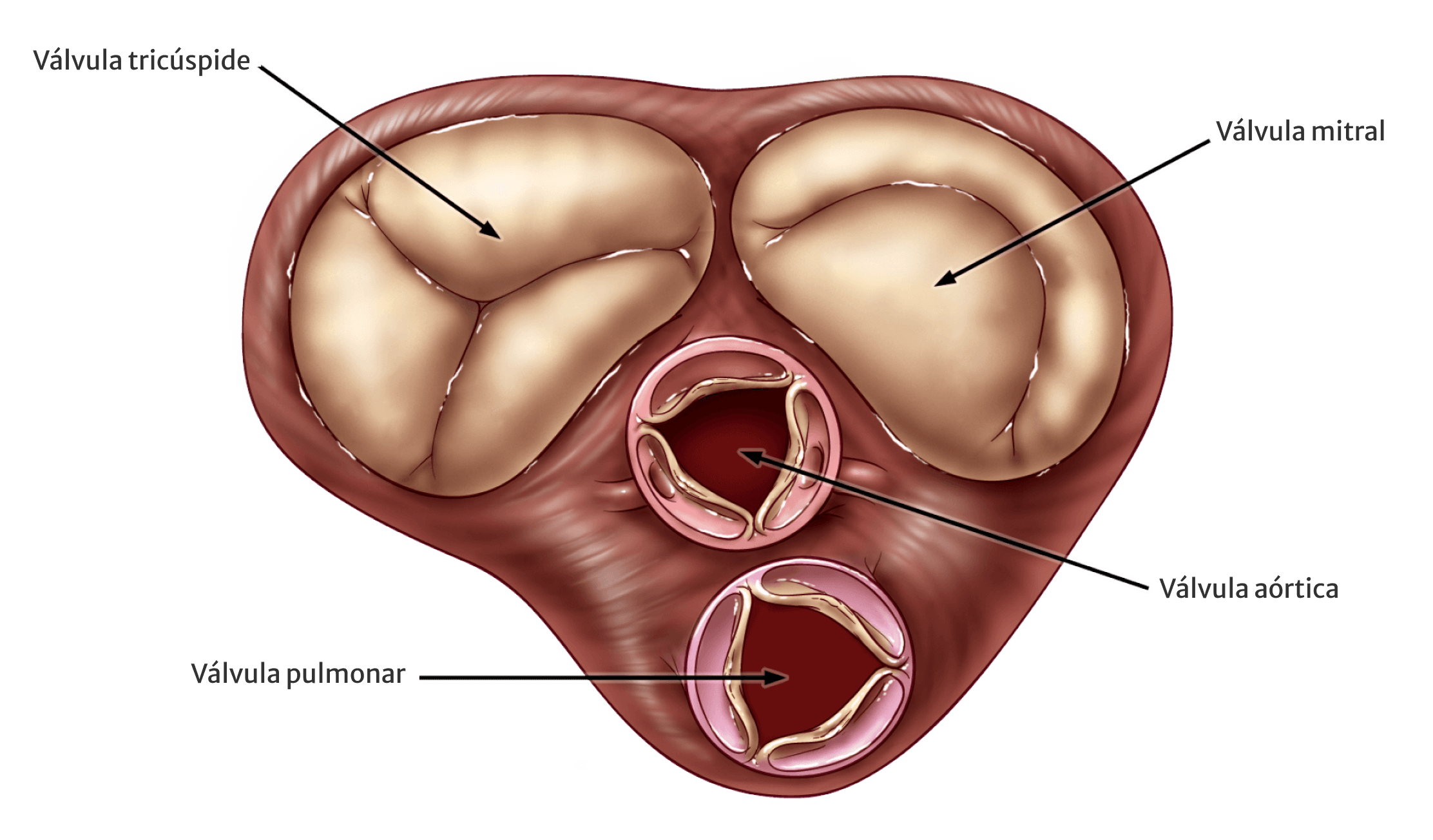 cardiac valves