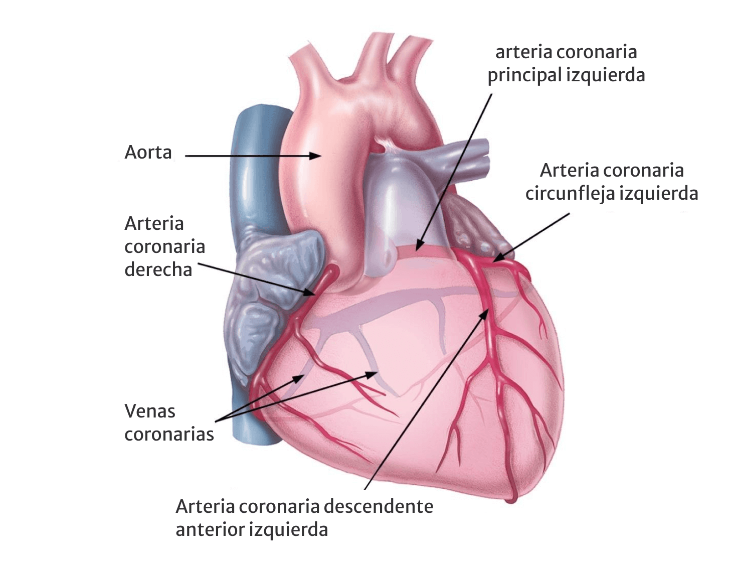 heart labeled