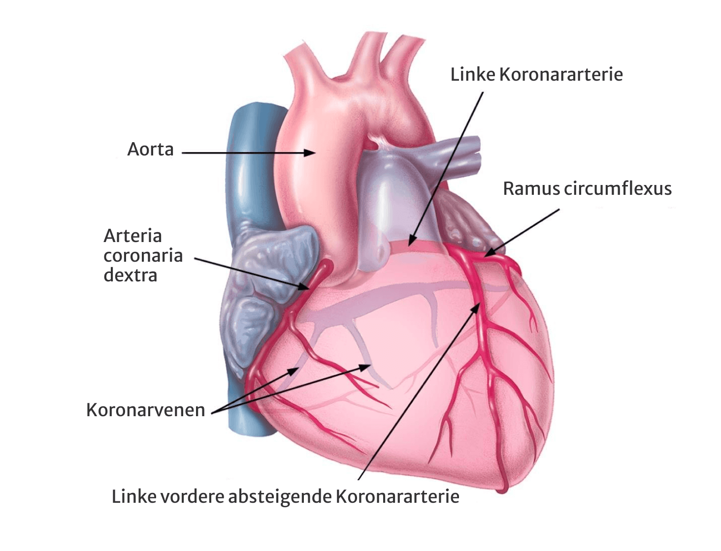 heart labeled