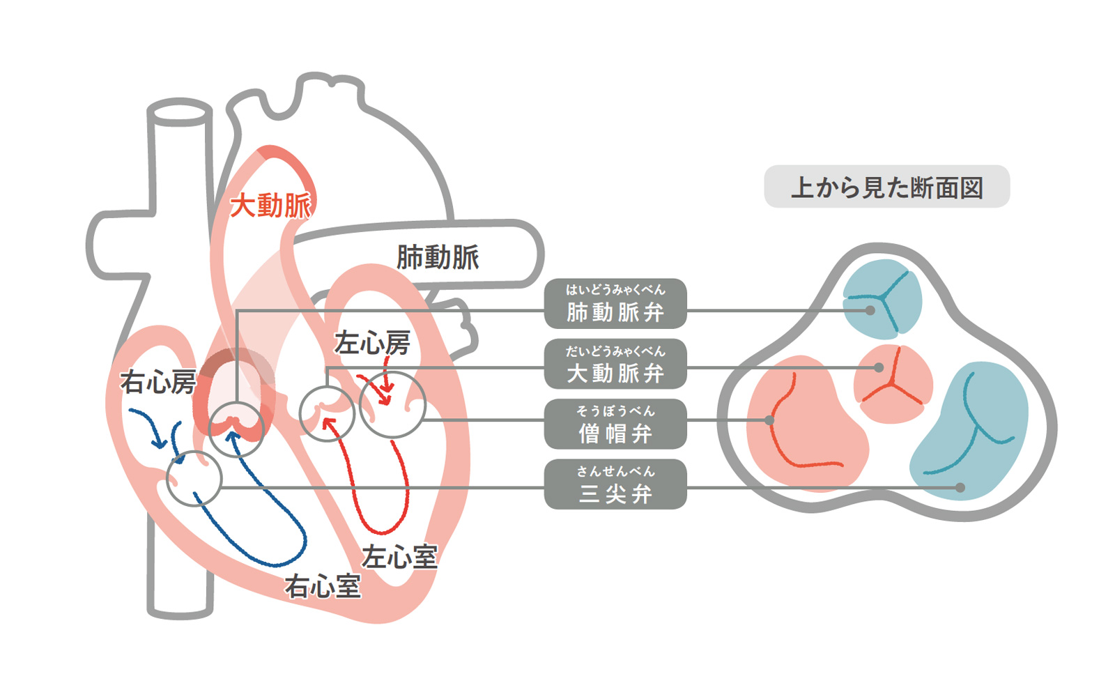 heart diagram