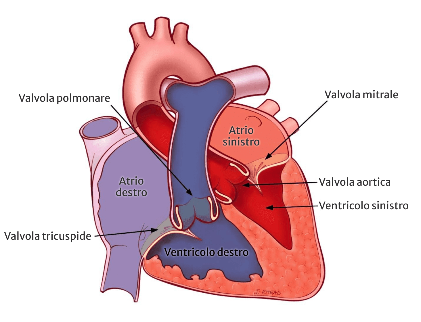 heart labeled