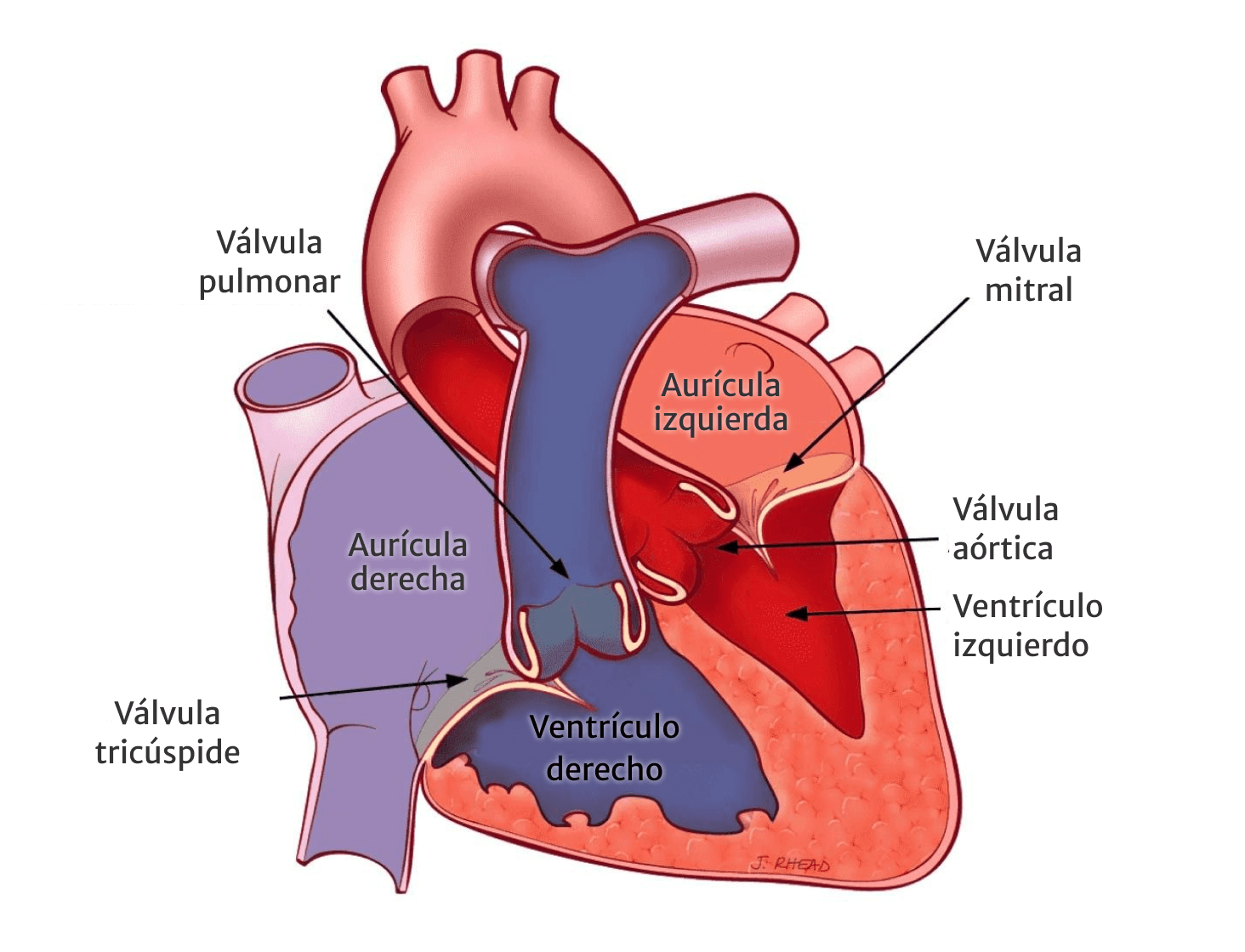 heart labeled