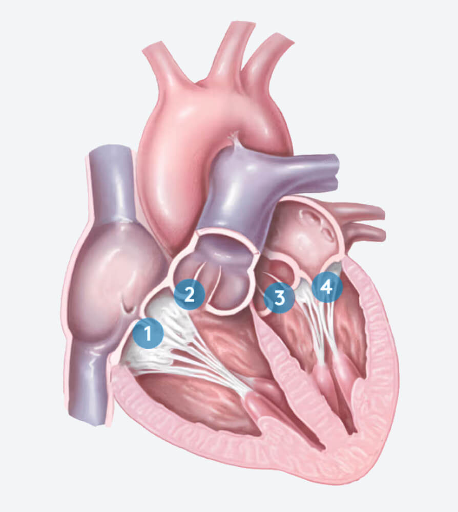 Anatomy of your heart - Image