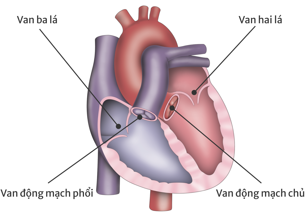 Heart valve