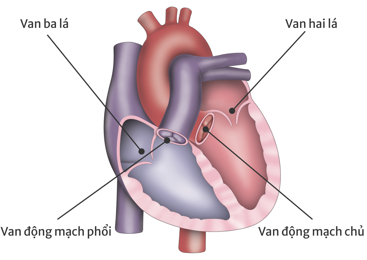 Heart valve