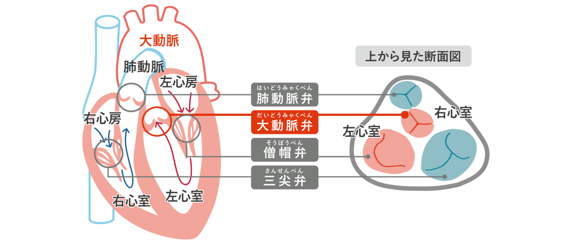 heart valves