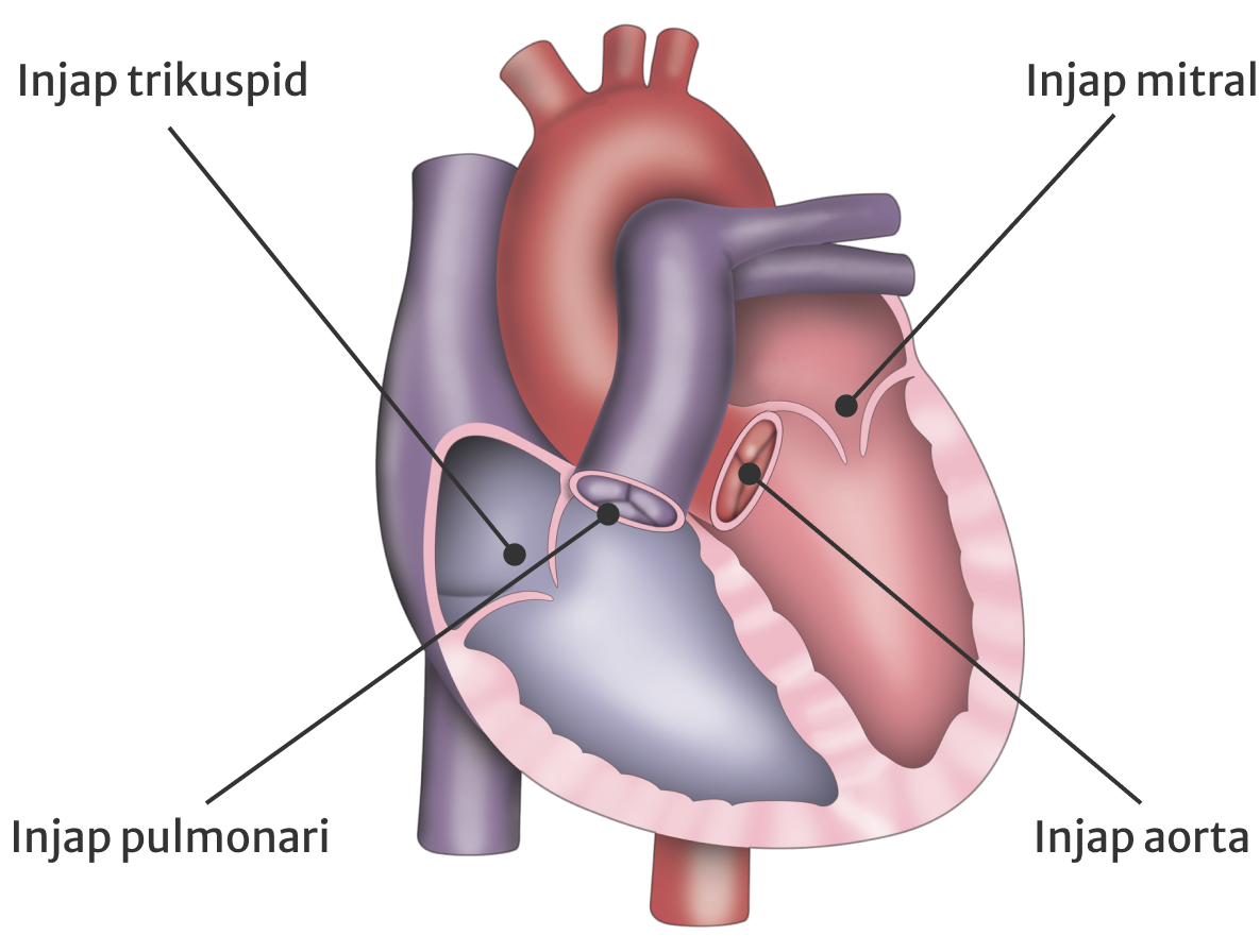 Heart valve