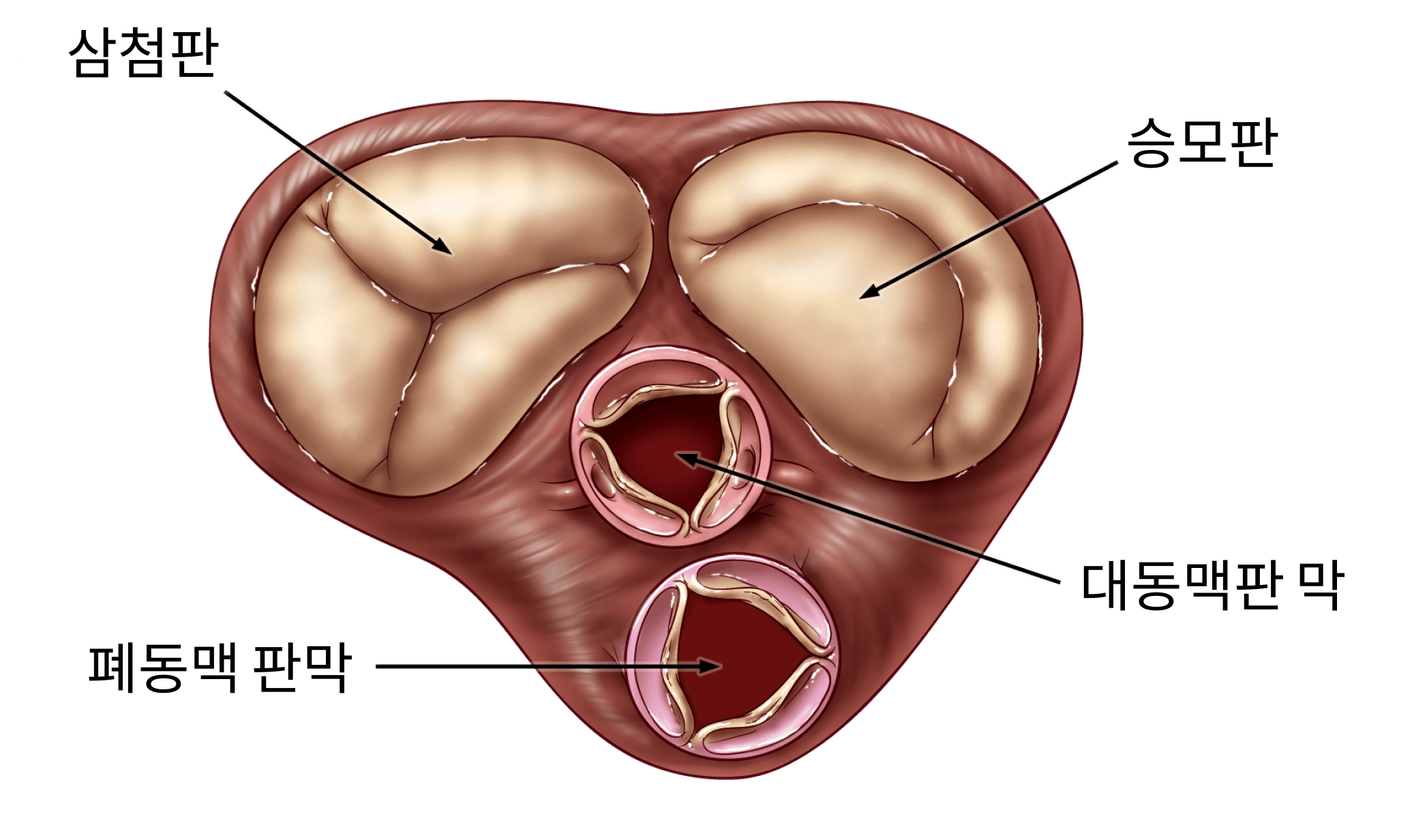 cardiac valves