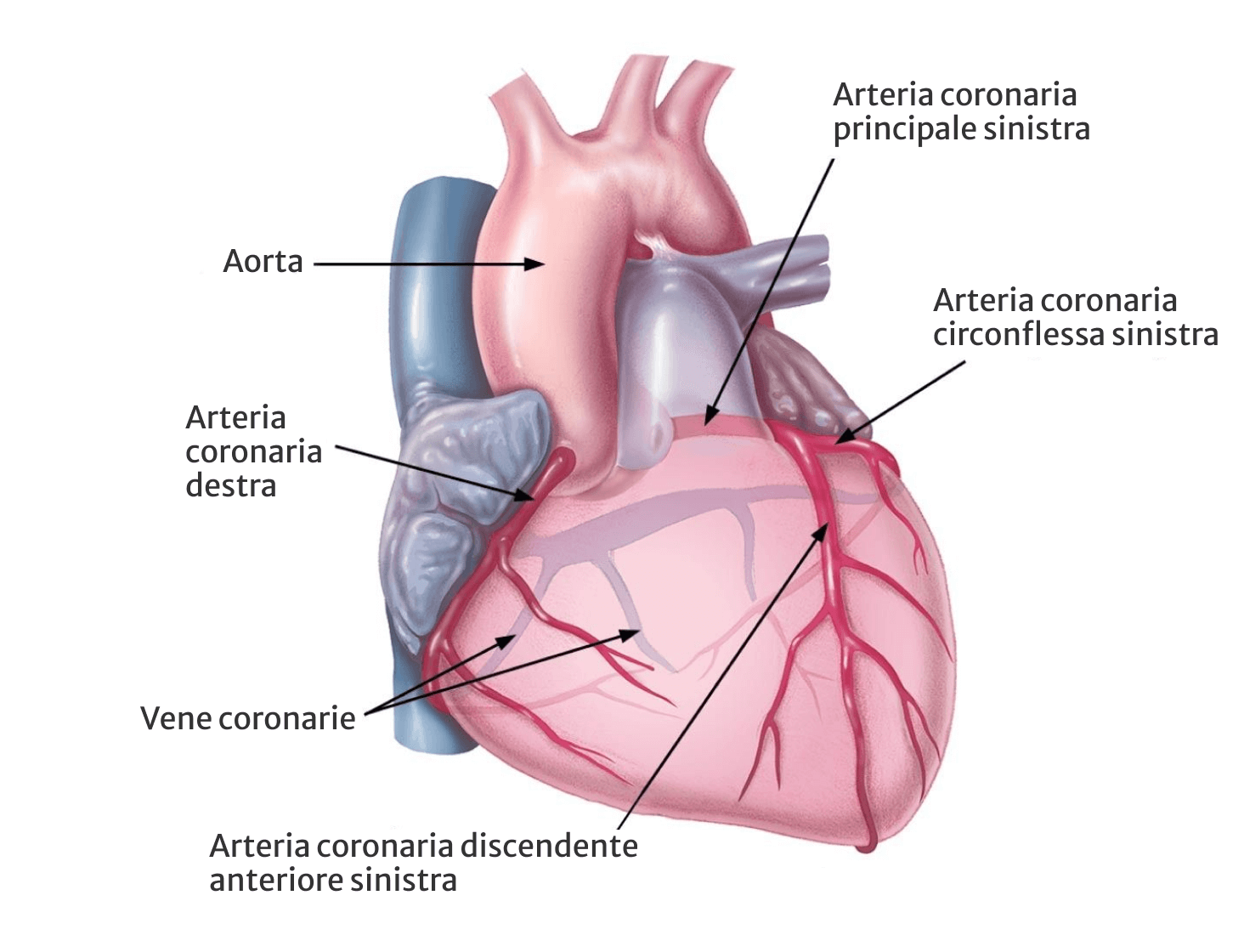 heart labeled