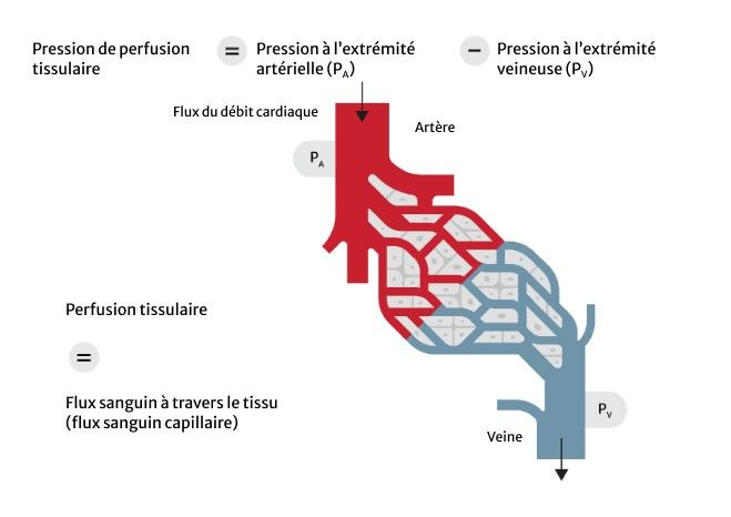 hemodynamic stability
