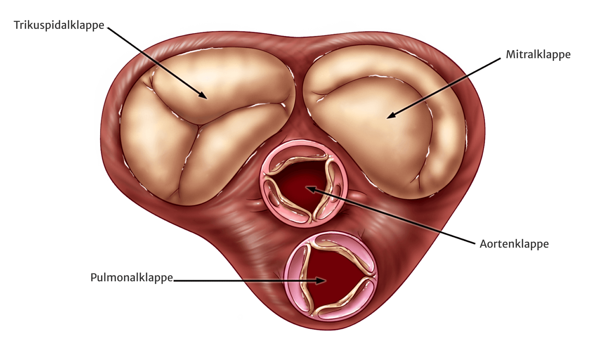 cardiac valves