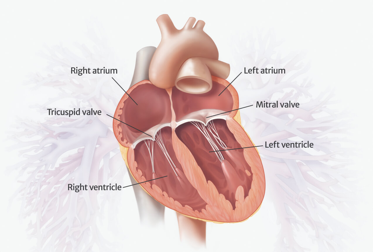 Areas of the heart