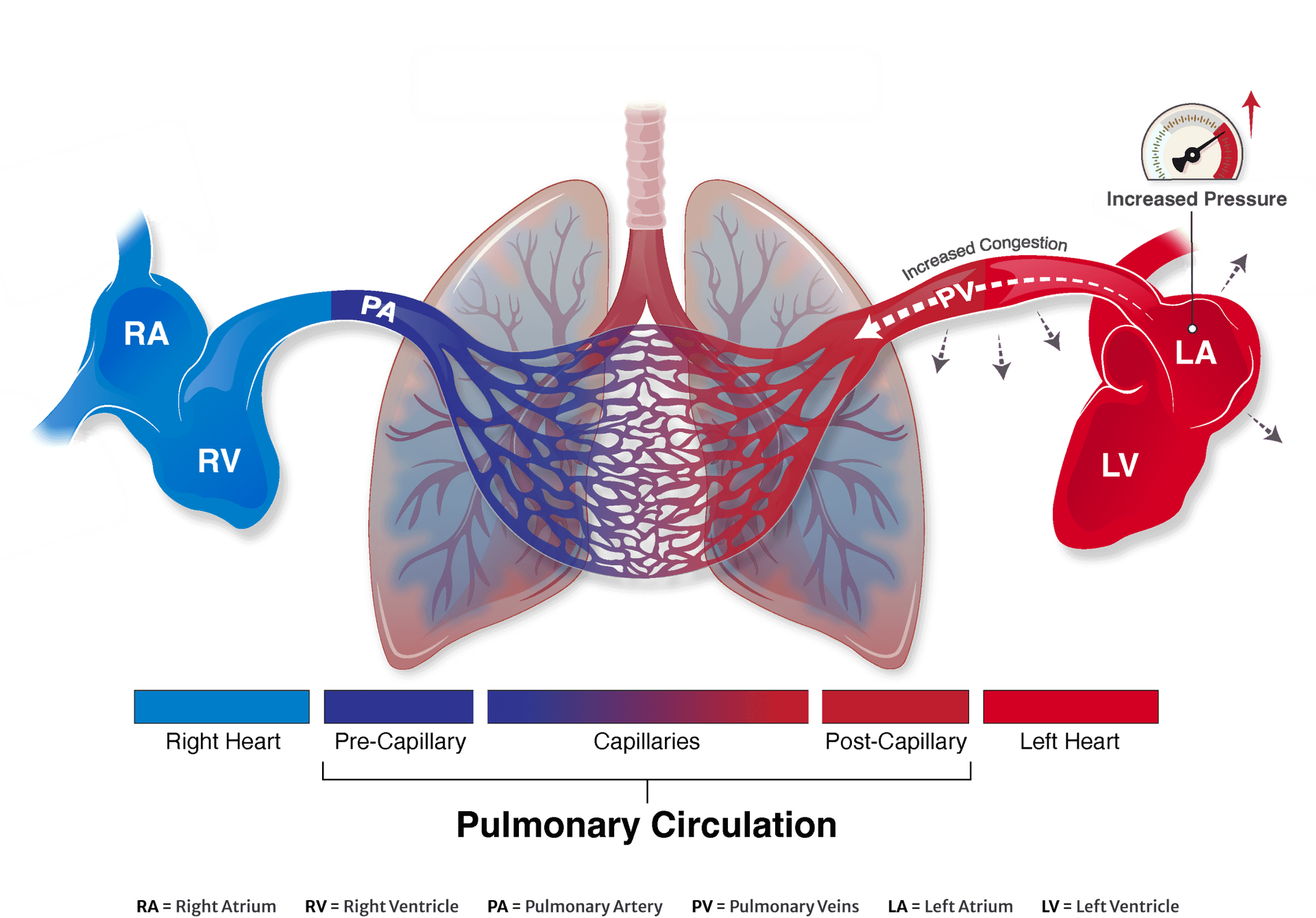 Pulmonary circulation