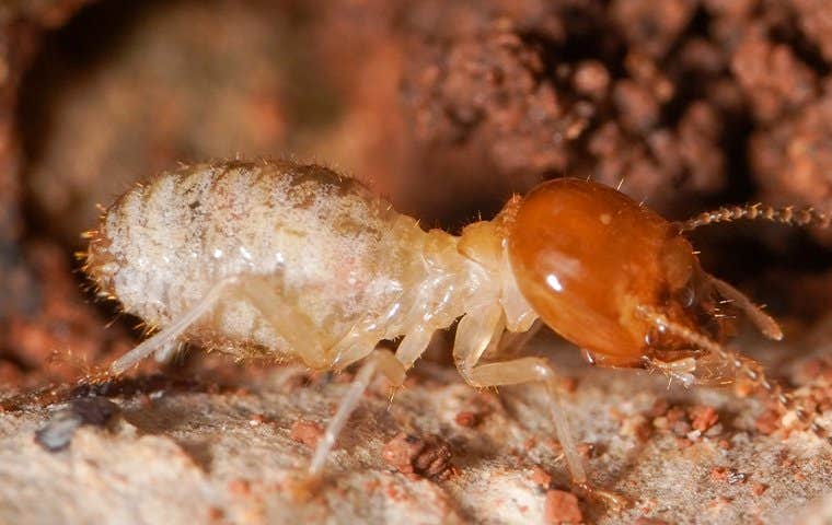 termite crawling on wood