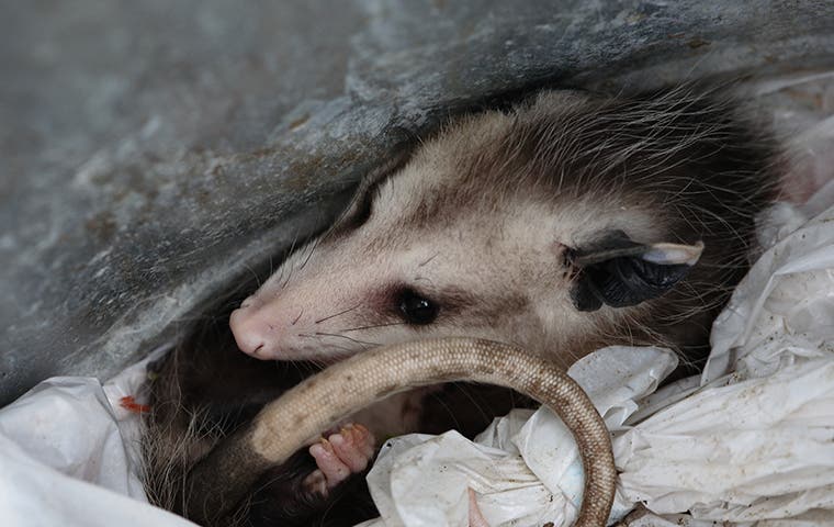 opossum in the trash