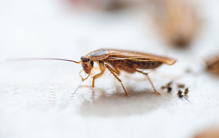 german cockroach on a kitchen floor