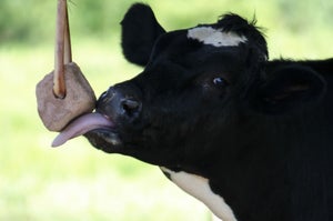 cow_licking_mineral_block.jpg