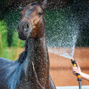 horse care.png