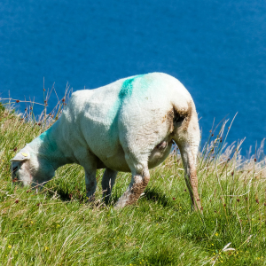 sheep marking.png